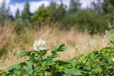 Tarımsal organik tarım tarlalarında çiçek açan patates çiçekleri. Çiçek açmış sebzeler