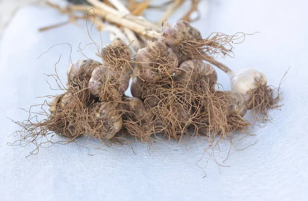 Garlic Cloves Close Fresh Organic Ripe Vegetables — Stock Photo, Image