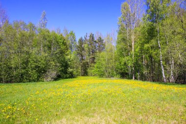 Yeşil alan ve gökyüzü. Kırsal kesimde yaz manzarası