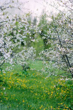 Parktaki güzel bahar çiçekleri. Doğa arkaplanı.