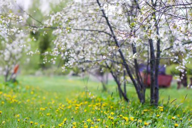 Parktaki güzel bahar çiçekleri. Doğa arkaplanı.