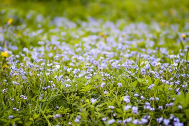 Parktaki güzel bahar unutma beni çiçekleri. Doğa arkaplanı.