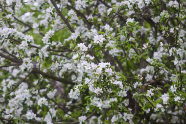 Mavi gökyüzünün altındaki ağaçta bahar çiçekleri, doğa arka planı..