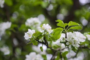 Mavi gökyüzünün altındaki ağaçta bahar çiçekleri, doğa arka planı..