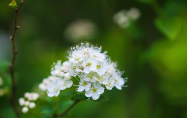 Spiraea kantoniensis, Reeve 's spiraea olarak da bilinir, Bridalçelenk spirea, Meadowsweet, bir bahar parkında çalı bitkisi
