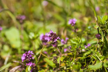 Bitki bahçesinde kekik yetişiyor. Tıbbi bitkiler..