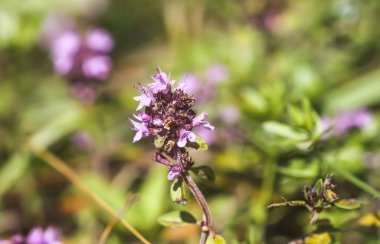 Bitki bahçesinde kekik yetişiyor. Tıbbi bitkiler..