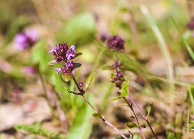 Bitki bahçesinde kekik yetişiyor. Tıbbi bitkiler..