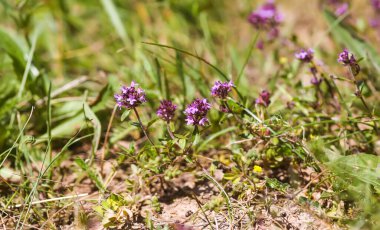 Bitki bahçesinde kekik yetişiyor. Tıbbi bitkiler..