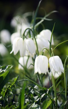 Bahar bahçesinde filizlenen Fritillaria meleagris bitkileri.