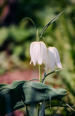 Bahar bahçesinde filizlenen Fritillaria meleagris bitkileri.