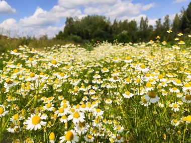 Daisy manzarası. Papatya çiçeği. Kırsal kesimde şifalı bitkiler.