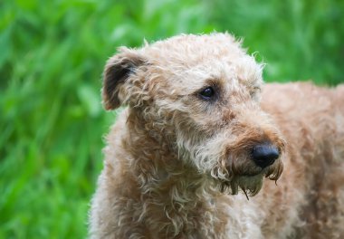 Dışarıda sevimli bir köpek var. Bir yaz parkında evcil hayvan