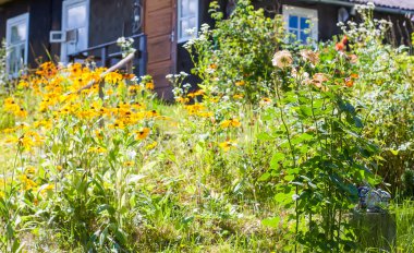 Kırsal kesimdeki evin arka bahçesinde açan güzel yaz çiçekleri.