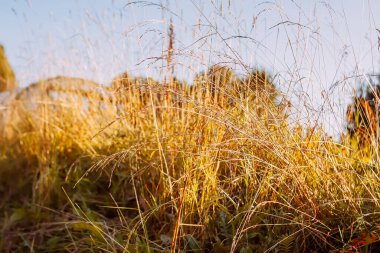 Yaz çiçekleri ve bitkilerin ılık, sakin günbatımı manzarası. Doğa arkaplanı
