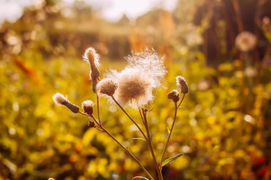 Yaz çiçekleri ve bitkilerin ılık, sakin günbatımı manzarası. Doğa arkaplanı