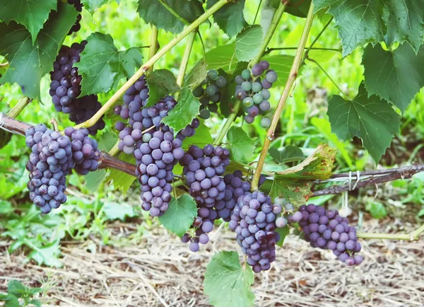 Uvas Vinha Bagas Maduras — Fotografia de Stock