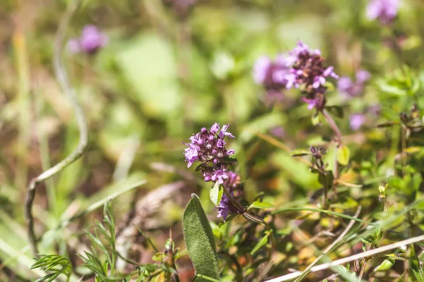 Thyme plant growing in the herb garden. Medical herbs.