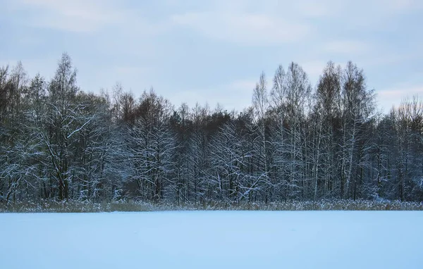 Téli Táj Vidéken Lettország Kelet Európa — Stock Fotó