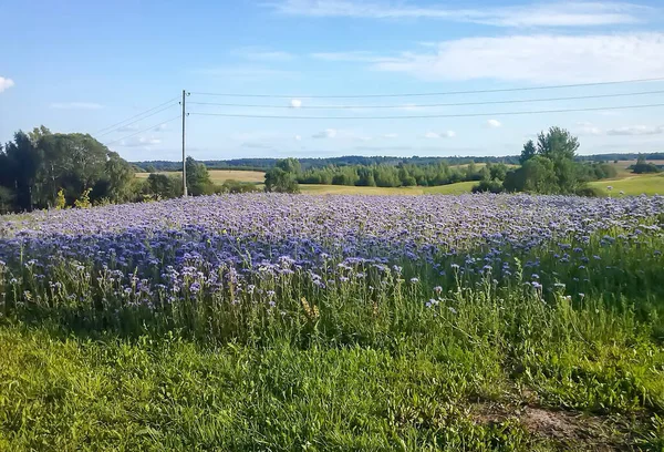 Krajina Venkově Scénický Letní Pohled Přírodu Lotyšsku Východní Evropa — Stock fotografie