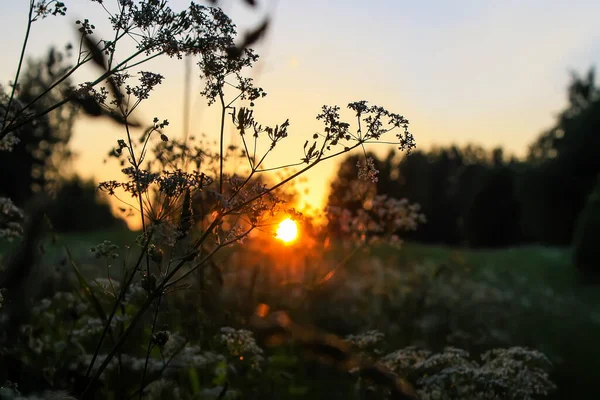 Paisaje Atardecer Campo Vista Panorámica Naturaleza Del Verano Letonia Europa — Foto de Stock