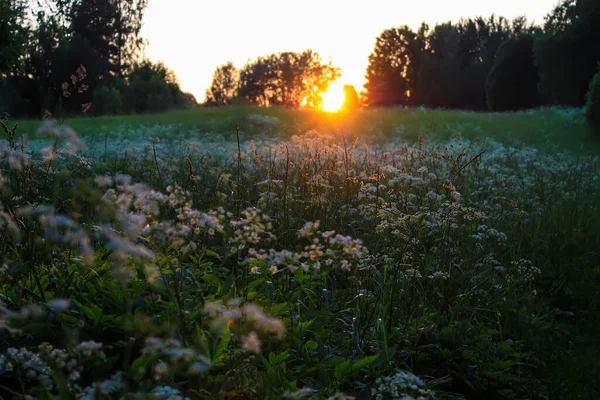 Paisaje Atardecer Campo Vista Panorámica Naturaleza Del Verano Letonia Europa — Foto de Stock