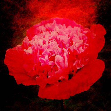 abstract floral petals on paper background for copy space 