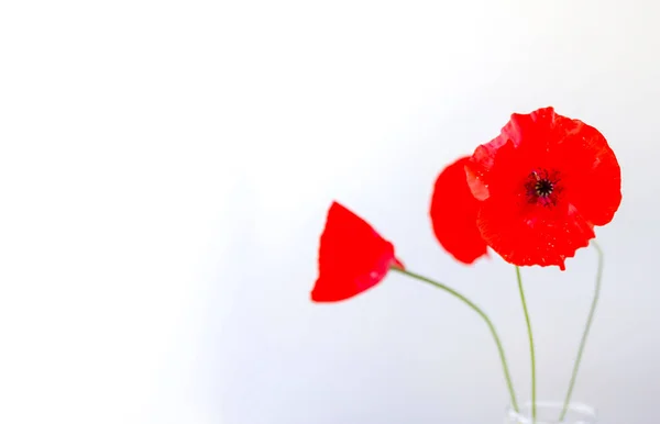 Red Poppy Flowers Transparent Vase White Background Minimalists Elegant Floral — Stockfoto