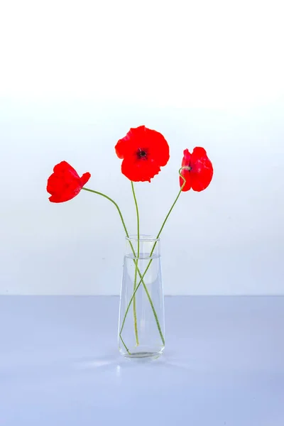 Red Poppy Flowers Transparent Vase White Background Minimalists Elegant Floral — Stockfoto