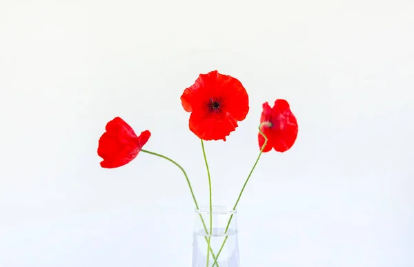 Red poppy flowers in a transparent vase on white background. Minimalists elegant floral composition.