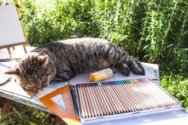 Lazy cat lying on the table with school supplies.