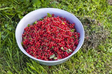 Bowl with ripe red currant on a green grass. Healthy garden berries.