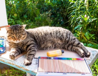 Lazy cat lying on the table with school supplies.