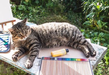 Lazy cat lying on the table with school supplies and drawing paint 