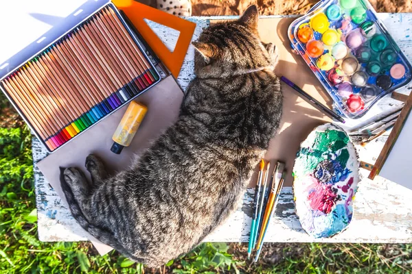 Lazy Cat Lying Table School Supplies — Zdjęcie stockowe