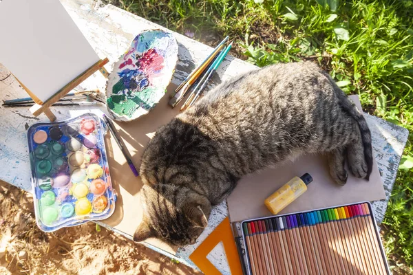 Lazy Cat Lying Table School Supplies Drawing Paint — Stock Fotó