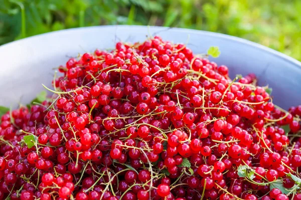 Bowl Ripe Red Currant Green Grass Healthy Garden Berries — Stockfoto