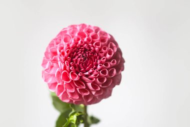 Beautiful pink dahlia flower. Beautiful plant flowering at summer.