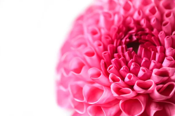 Beautiful Pink Dahlia Flower Beautiful Plant Flowering Summer Fragile Delicate — ストック写真