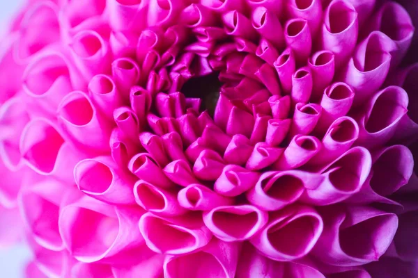 Beautiful Pink Dahlia Flower Beautiful Plant Flowering Summer Fragile Delicate — Fotografia de Stock