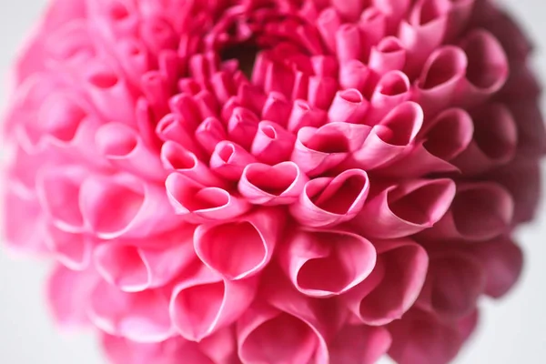 Beautiful Pink Dahlia Flower Beautiful Plant Flowering Summer Fragile Delicate — Zdjęcie stockowe