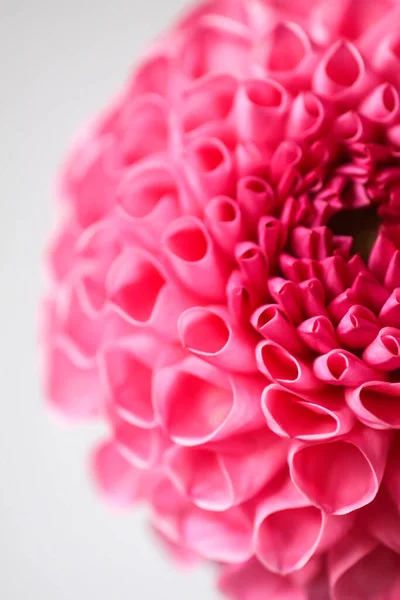 Красивый Розовый Цветок Георгины Красивое Растение Цветет Летом Хрупкие Нежные — стоковое фото