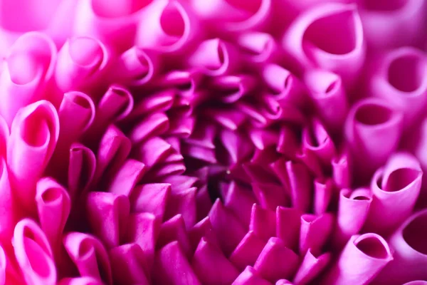 Beautiful Pink Dahlia Flower Beautiful Plant Flowering Summer Fragile Delicate — Fotografia de Stock