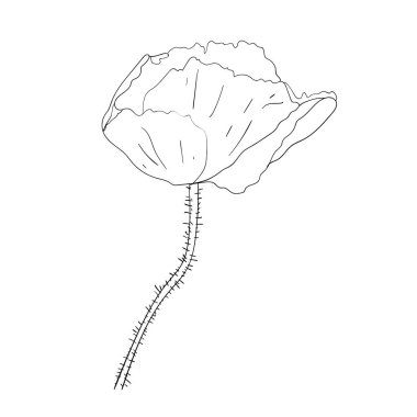 Poppy flower. Vector sketch. 