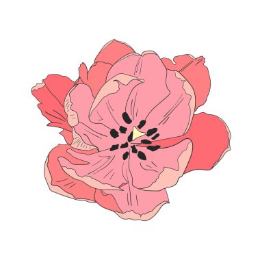 Tulip flower. Outline vector drawing. 
