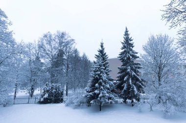 Snow-covered trees in urban park.