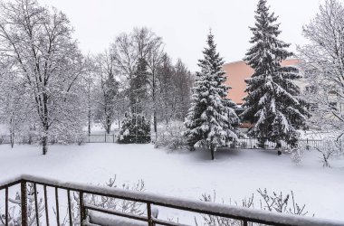 Snow-covered trees in urban park.