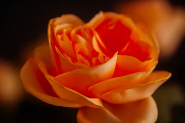 Orange Rose Flowers Close —  Fotos de Stock