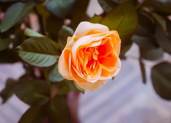 Orange Rose Flowers Close — Foto de Stock