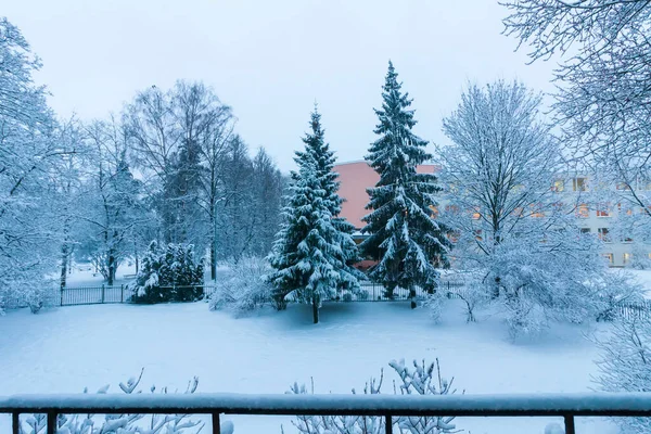 Snow Covered Trees Urban Park — Zdjęcie stockowe